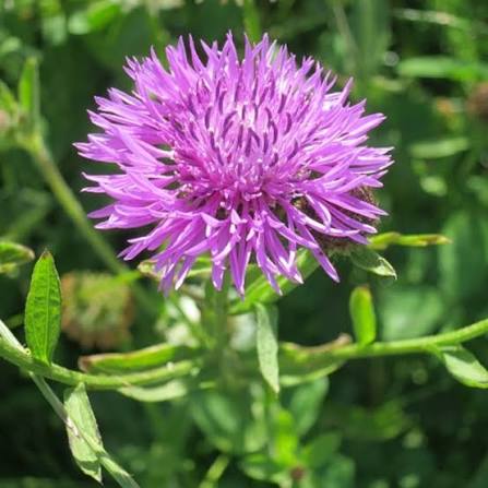 Common Knapweed flower head