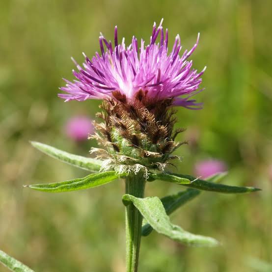 Common Knapweed bracts