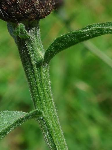 Common Knapweed leaves