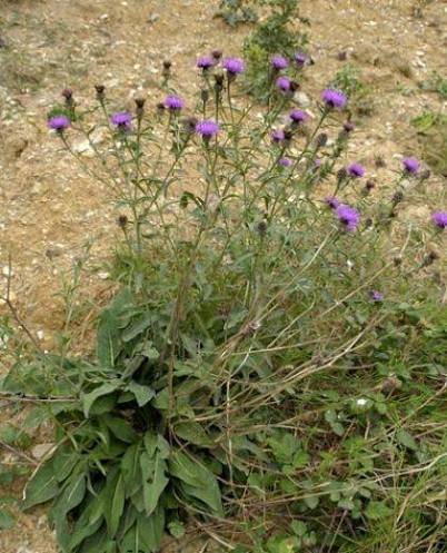 Whole Common Knapweed plant
