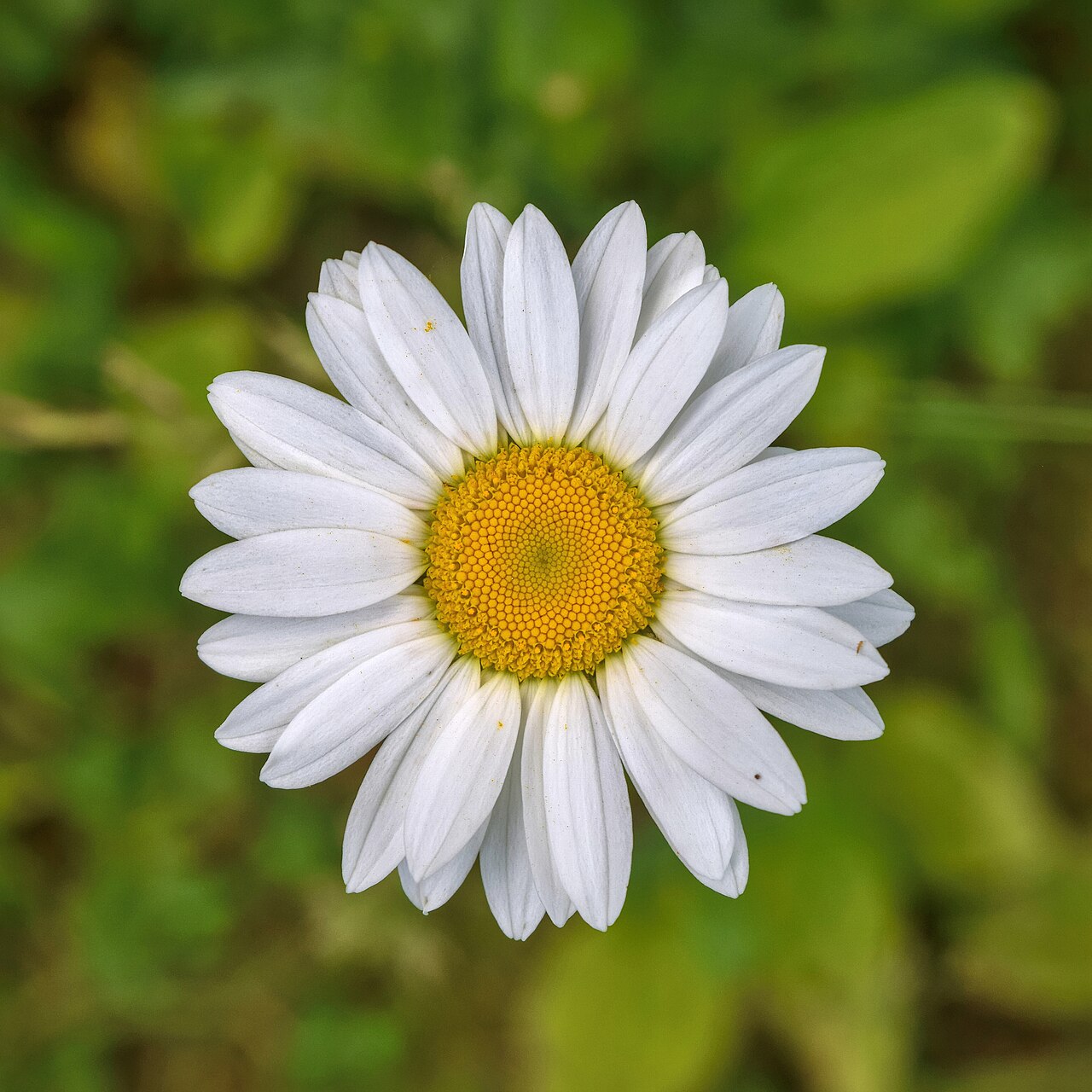 Oxeye Daisy flower head with white outer rays and a yellow centre