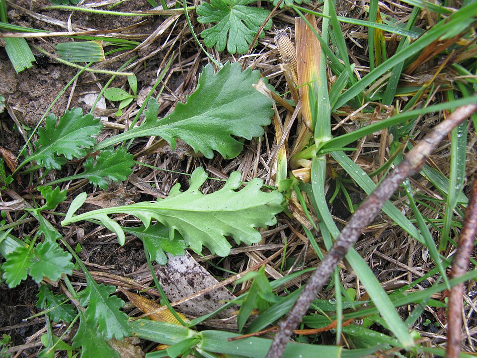 Broad, spoon-shaped and toothed lower leaves of Oxeye Daisy