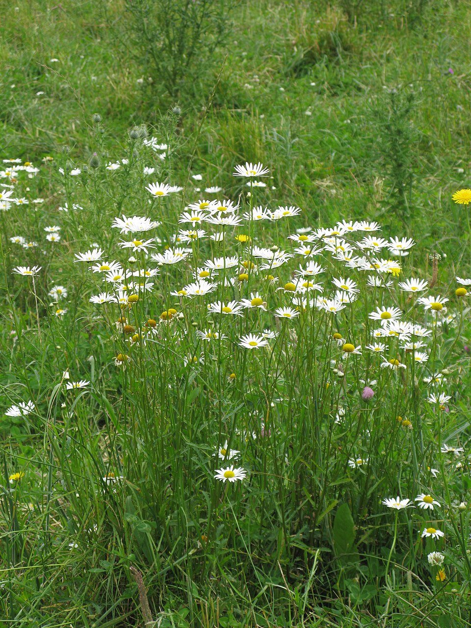 Oxeye Daisies growing on upright stems among grasses