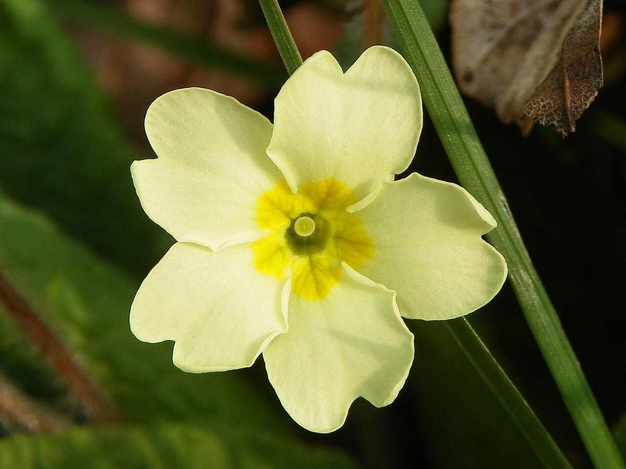 Pale yellow Primrose flower with five notched lobes, a deeper yellow centre and a rounded stigma