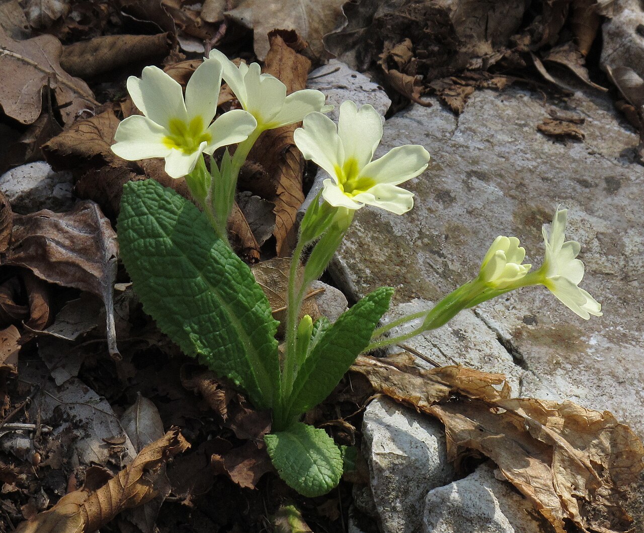 Primrose flowers and wrinkled green leaves growing together close to the ground