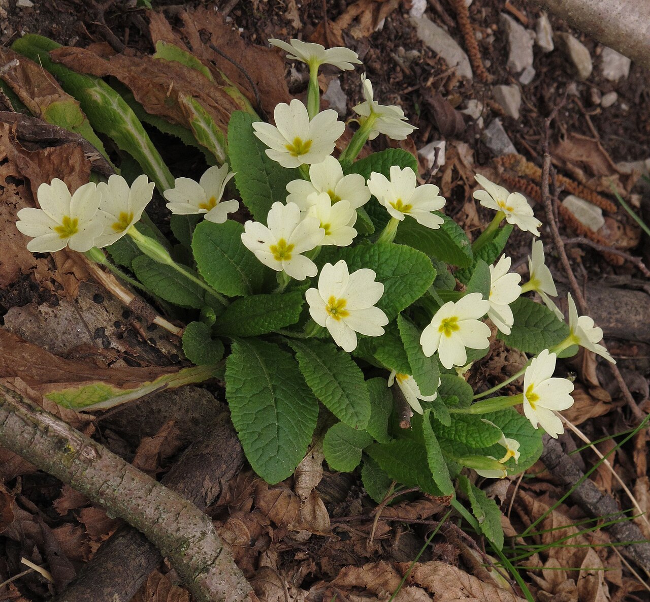 A flowering Primrose growing among leaf litter on a woodland floor