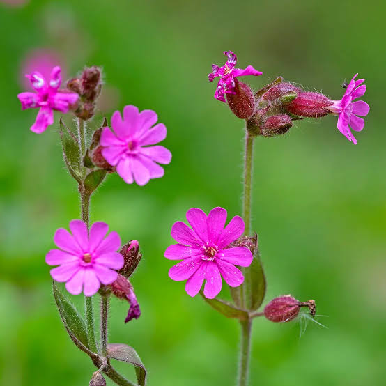 Pink Red Campion flowers showing notched petals and hairy tubular calyces