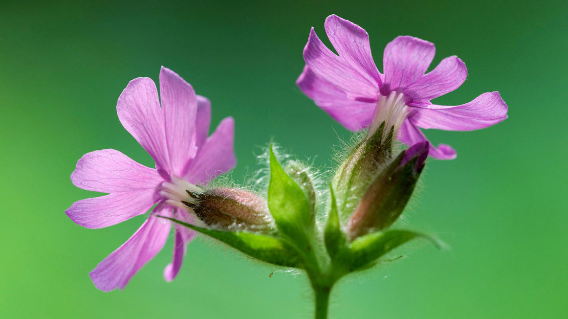Red Campion calyx