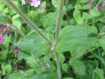Red Campion leaves