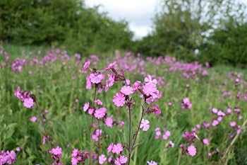 Whole Red Campion plant
