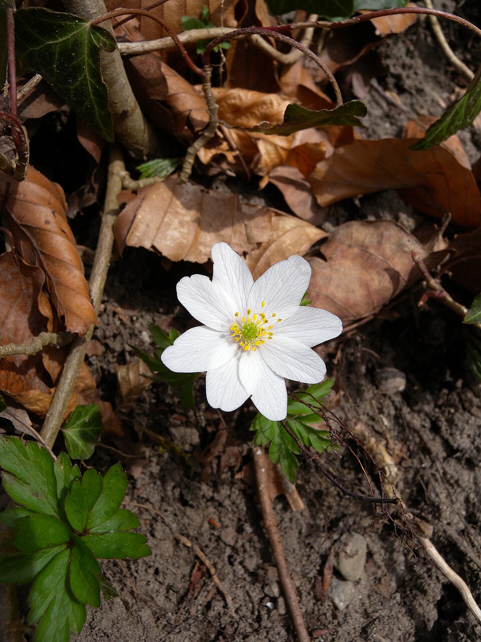 An open Wood Anemone flower showing its white sepals and numerous yellow anthers