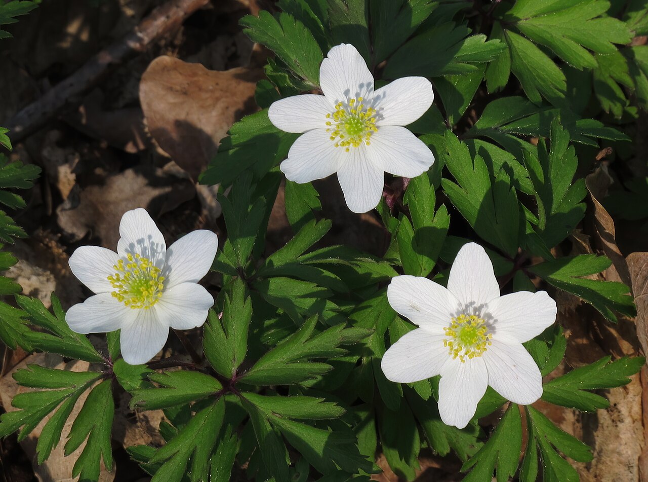 White Wood Anemone flowers with many yellow anthers above deeply divided foliage