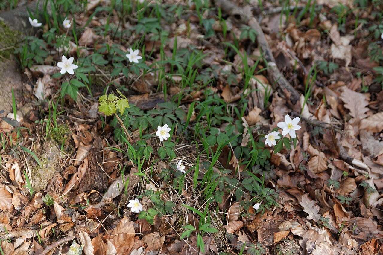Wood Anemones flowering on slender stems among brown leaves on a woodland floor